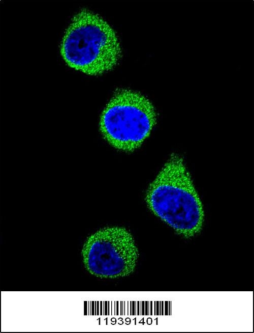 MTHFD1 Antibody