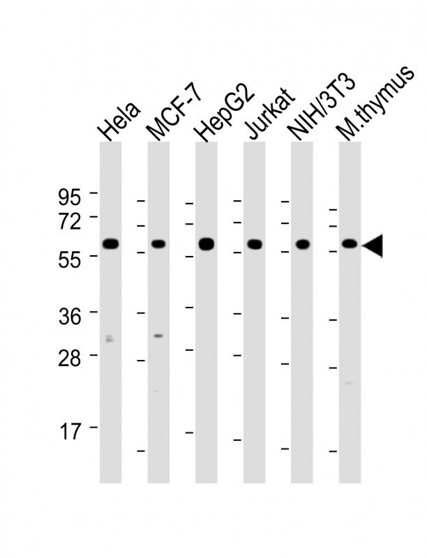 Hsp60 Antibody