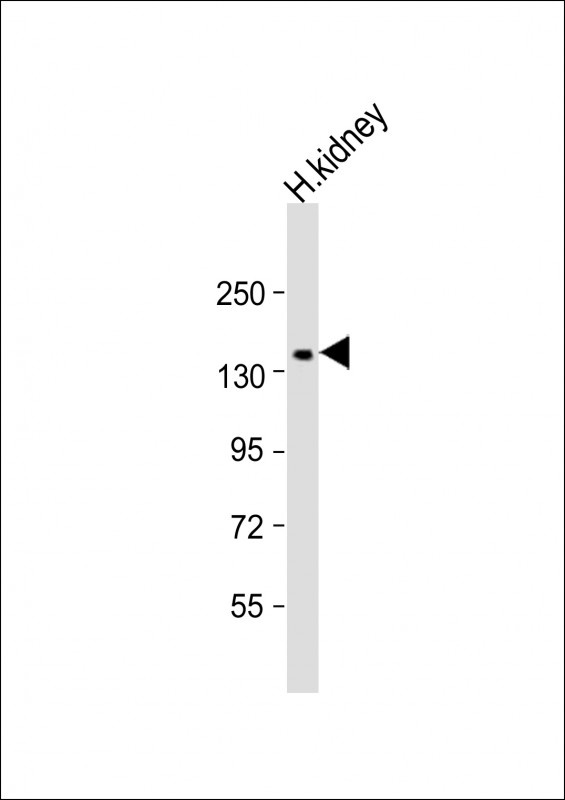 COL4A3 Antibody