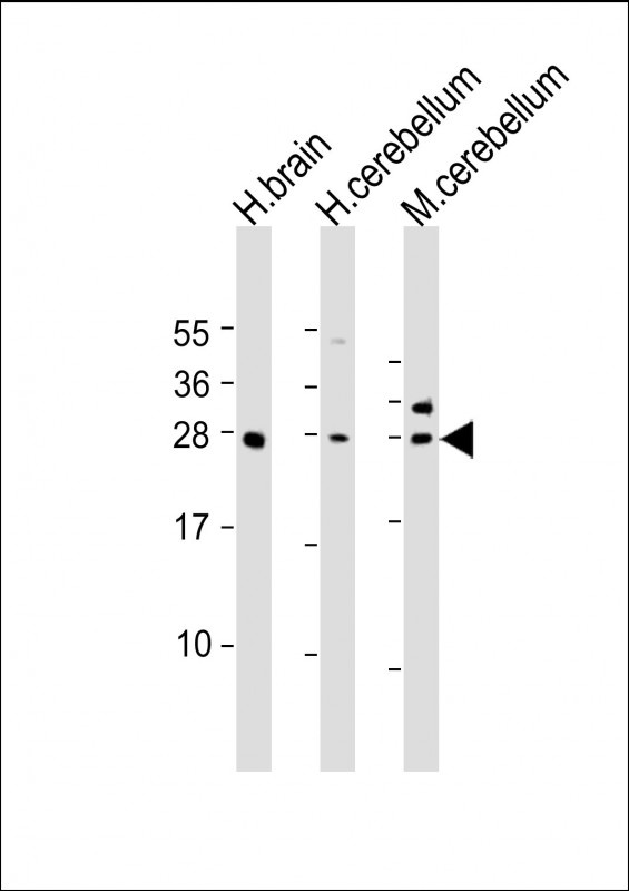 KCTD11 Antibody