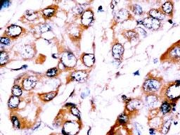 HDBP2 Antibody