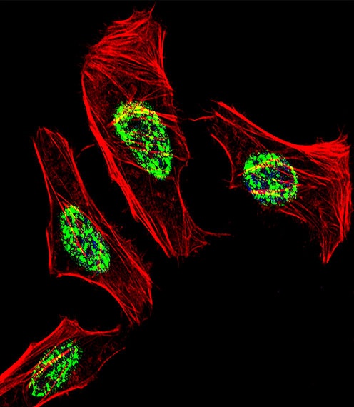 NR2C2 Antibody