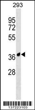 AMICA1 Antibody