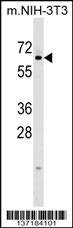 KLHL12 Antibody