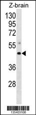 Mouse Map2k4 Antibody