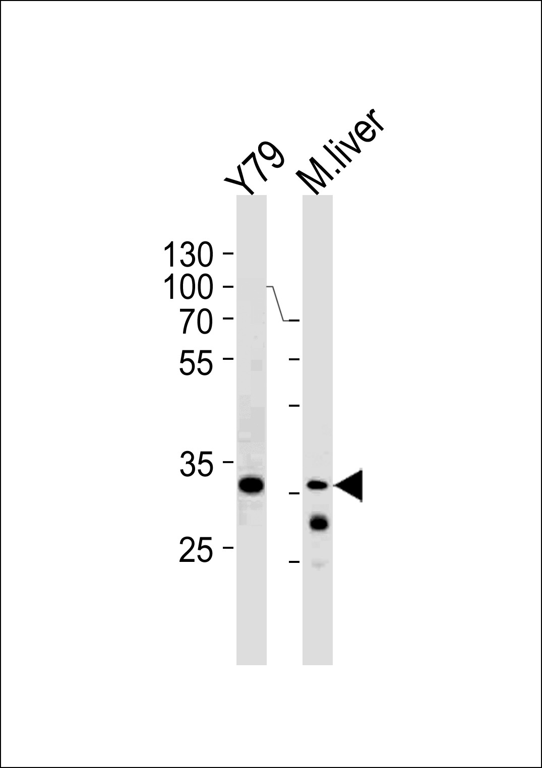 CSDA Antibody