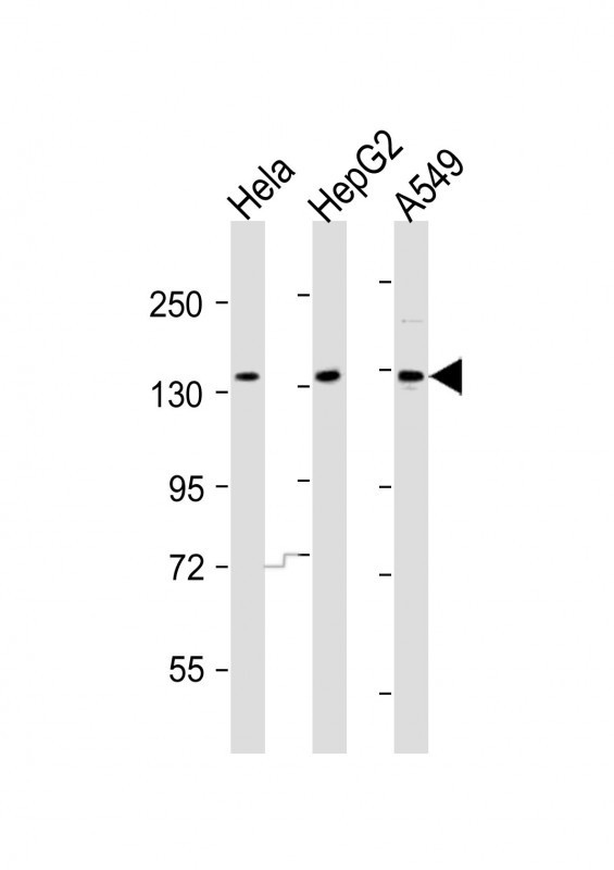 AATK Antibody