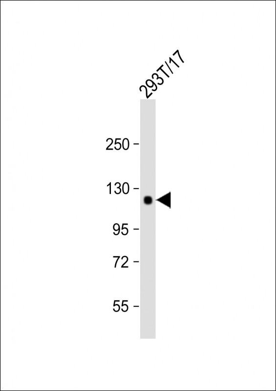 COL2A1 Antibody