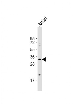 FCN3 Antibody