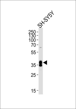 MSI1 Antibody