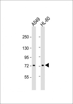VWA2 Antibody