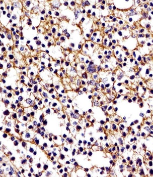 CD11b Antibody