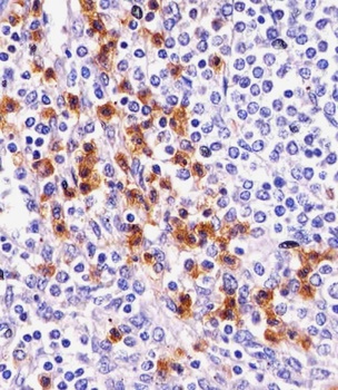 CD11b Antibody