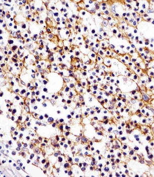CD11b Antibody