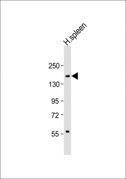 CD11b Antibody