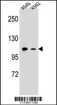 CD11b Antibody