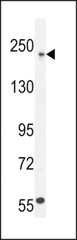 COL5A1 Antibody