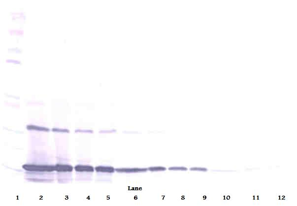 MCP-1/MCAF Antibody