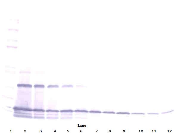 MCP-1/MCAF Antibody