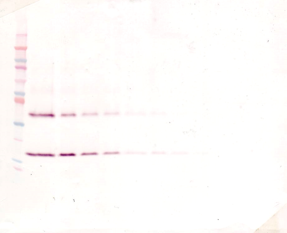 IL-1B Antibody (biotin)