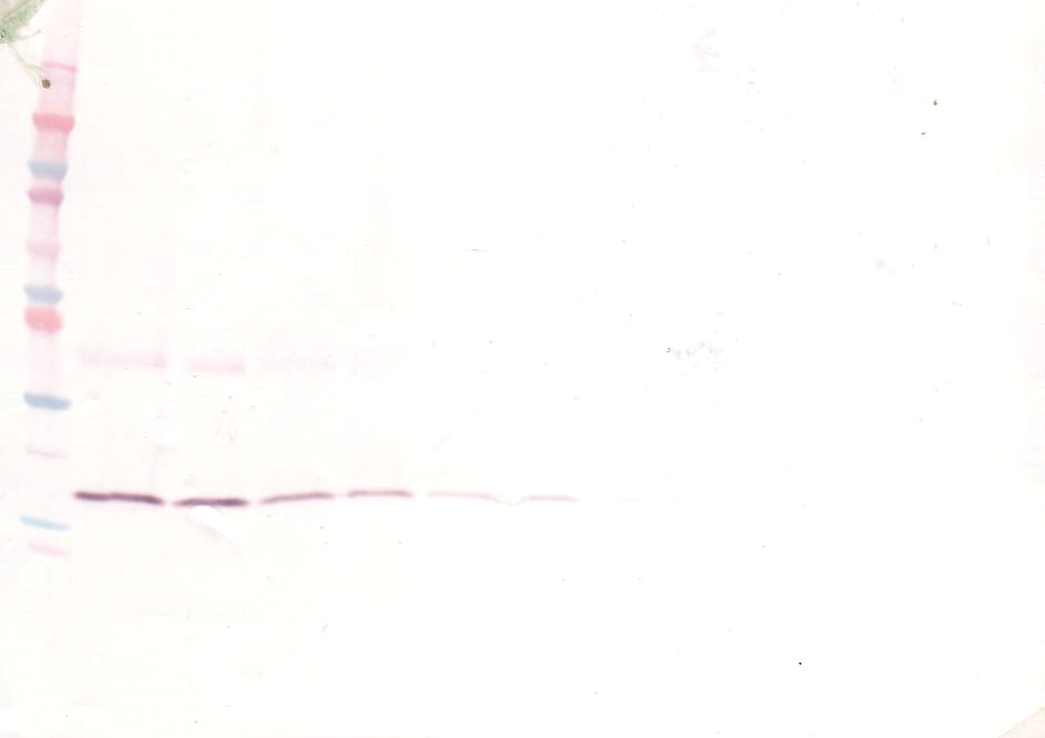 IL-1B Antibody (biotin)