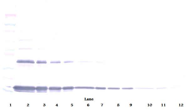 IL-1a Antibody