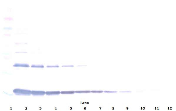 IL-1a Antibody
