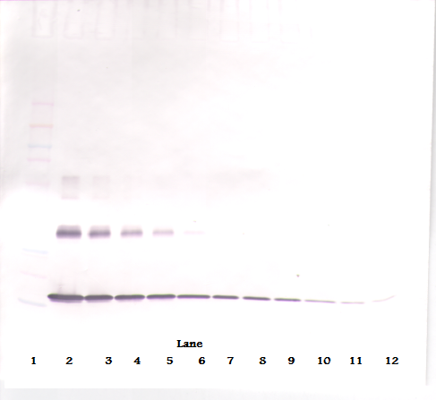 IL-1a Antibody