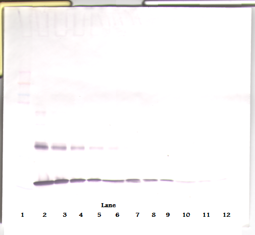 IL-1a Antibody