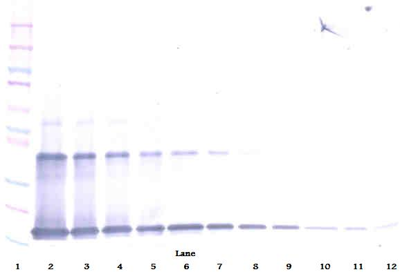 IL-1a Antibody