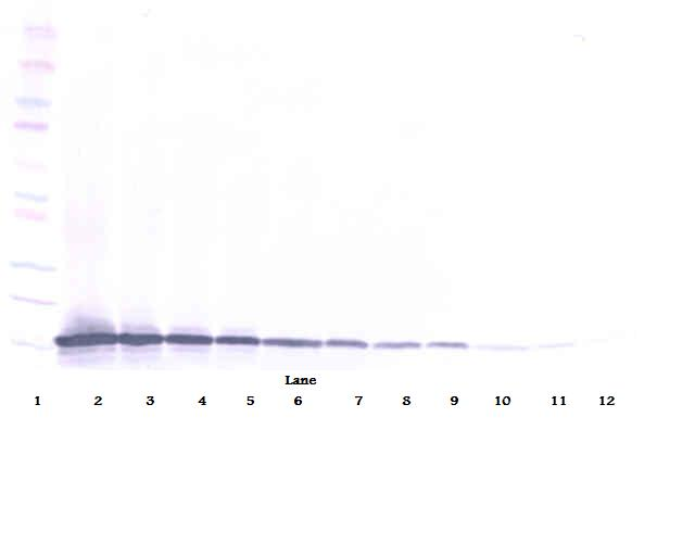 Exodus-2 Antibody (biotin)