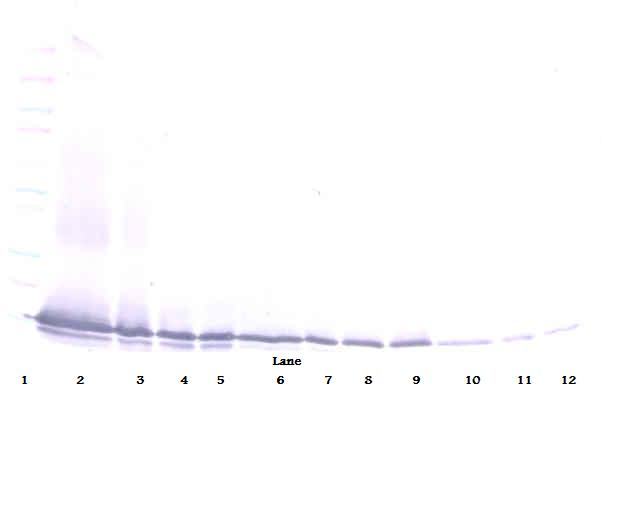 Exodus-2 Antibody