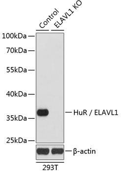 HuR / ELAVL1 Antibody, KO Validated