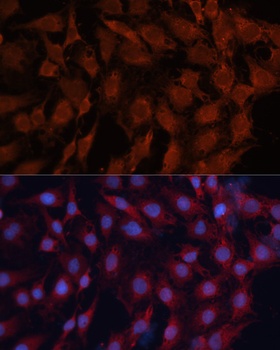 DNAJB1 Antibody, KO Validated
