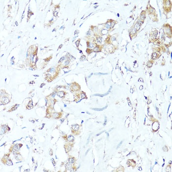 BAX Antibody, KO Validated