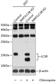 LC3B Antibody, KO Validated