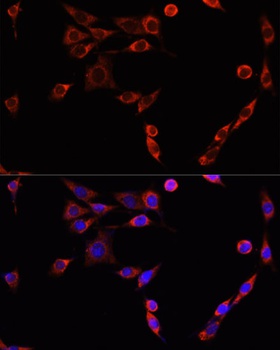 BAX Antibody, KO Validated