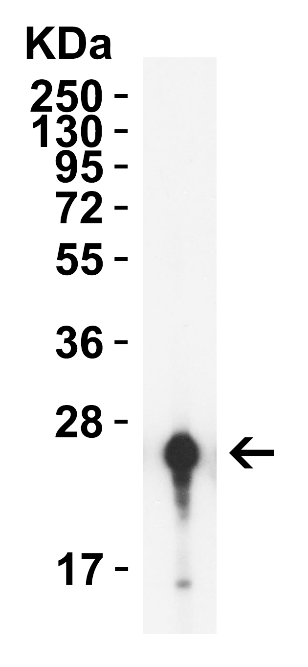 HIV-1 p24 Antibody [9D2F6] (HRP)