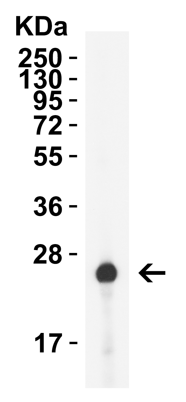 HIV-1 p24 Antibody [2C2C12]