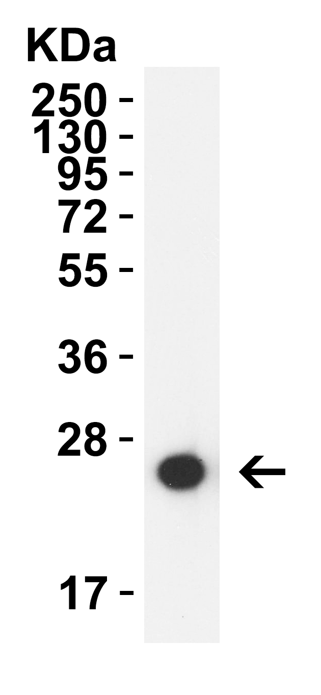 HIV-1 p24 Antibody [8A1A6] (HRP)
