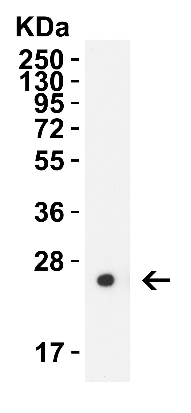 HIV-1 p24 Antibody [2F1A8] (biotin)