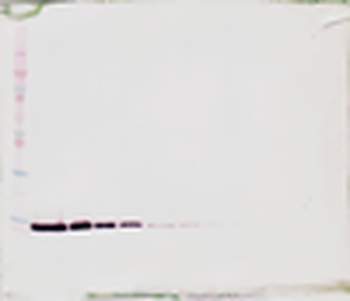 TFF-2 Antibody