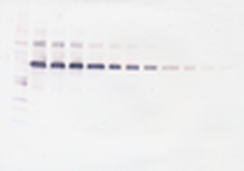 IL-12 Antibody (biotin)