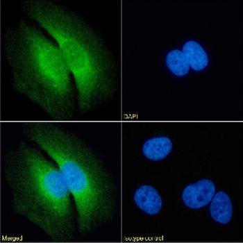 RAP Antibody [7F1], Rabbit IgG