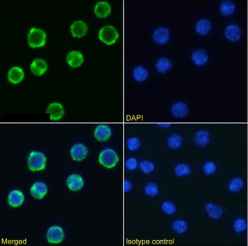 CD98 Antibody [RL388], Rabbit IgG