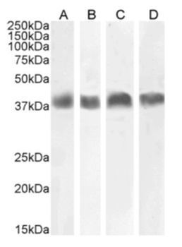 Podoplanin (MAP tag) Antibody [PMab-1], Rabbit IgG - Research Grade Biosimilar