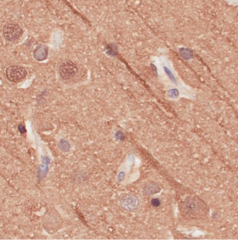 Alpha-Tubulin Antibody [F2C], Rabbit IgG