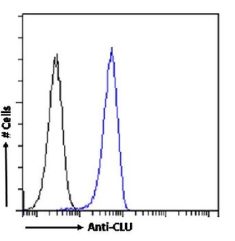 CLU Antibody [SAIC-43B-8], Rabbit IgG