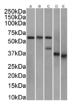 CLU Antibody [SAIC-43B-8], Rabbit IgG