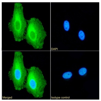CLU Antibody [SAIC-43B-8], Rabbit IgG